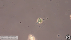 Tetradesmus dimorphus