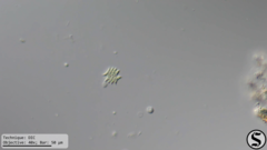 Tetradesmus dimorphus