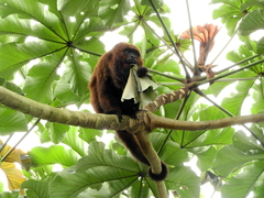 Alouatta guariba