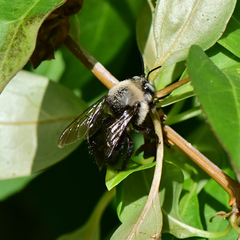 Xylocopa tabaniformis orpifex