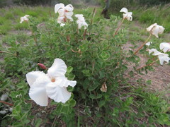 Mandevilla lanuginosa