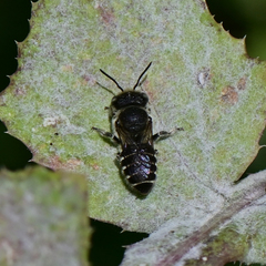 Megachile