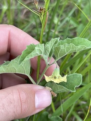 Physalis cinerascens cinerascens
