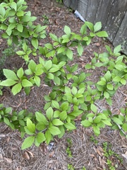 Crataegus aestivalis