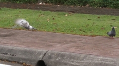 Columba livia domestica