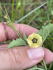 Physalis cinerascens cinerascens