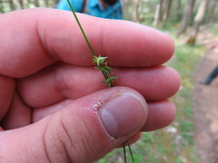 Carex texensis