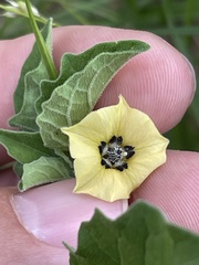 Physalis cinerascens cinerascens