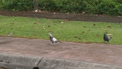 Columba livia domestica