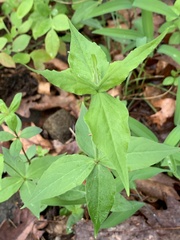 Silene stellata