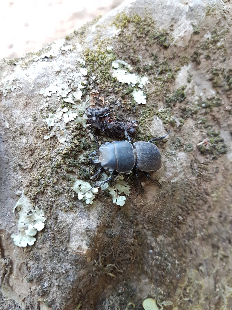Apterodorcus tristis