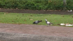 Columba livia domestica