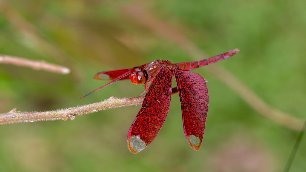 Russet Percher