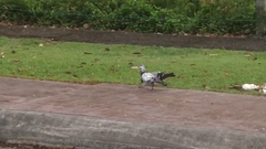 Columba livia domestica