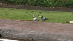Columba livia domestica