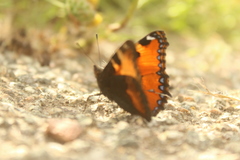 Aglais ichnusa