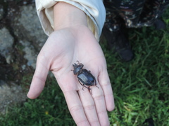 Sphaenognathus pubescens