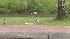 Columba livia domestica