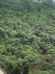 Aleurites moluccanus