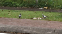 Columba livia domestica
