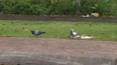 Columba livia domestica