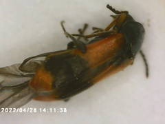 Anthocomus