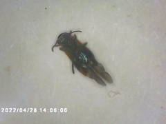 Anthocomus