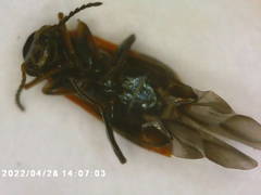 Anthocomus