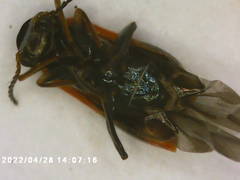 Anthocomus