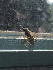 Metasyrphus