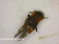 Anthocomus