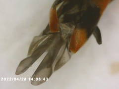 Anthocomus