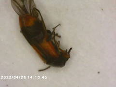 Anthocomus