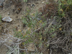 Acmispon dendroideus traskiae