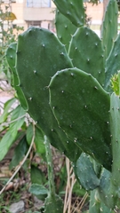 Opuntia cochenillifera