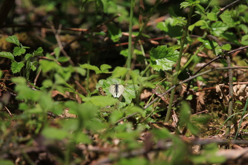 Margined White photo 4