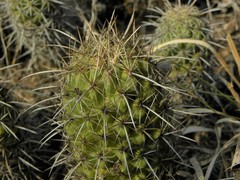 Coryphantha glassii
