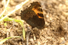 Aglais ichnusa