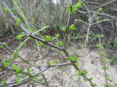 Citharexylum brachyanthum