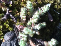 Sedum moranense