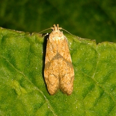 Blastobasis decolorella