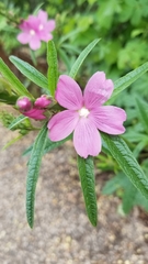 Sidalcea malviflora