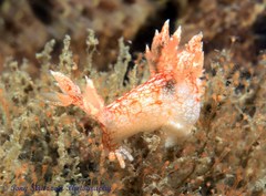 Bornella hermanni