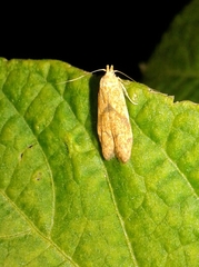 Blastobasis decolorella