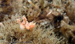Bornella hermanni