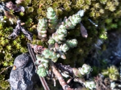 Sedum moranense