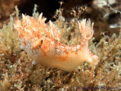 Bornella hermanni
