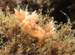 Bornella hermanni