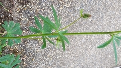 Sidalcea malviflora