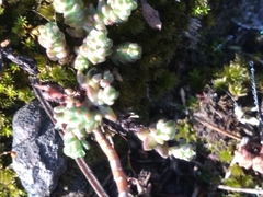 Sedum moranense